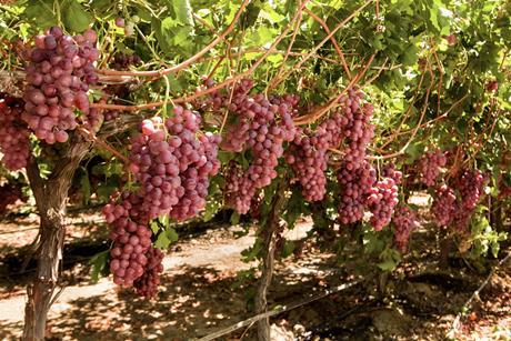 Red seedless table grapes California US Adobe Stock