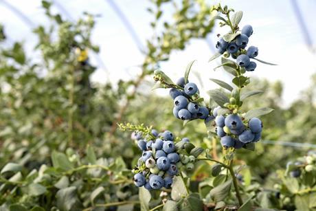 Mountain Blue blueberries
