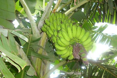 250826_BananasResistentes_Princesa_EdsonAmorim