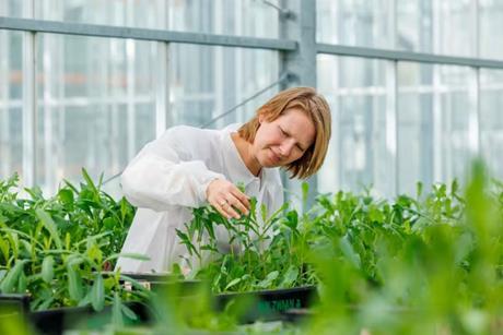 salat blattläuse rijk zwaan