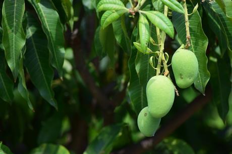 Mango Pakistan orchard production Adobe Stock