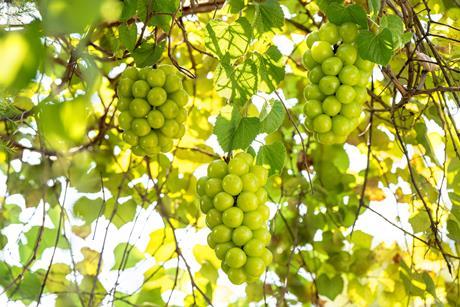 Korean Shine Muscat Grapes