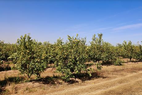 Western Cape lemon orchard South Africa Adobe Stock