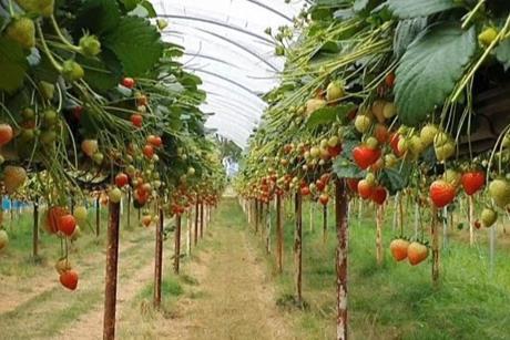 Estavana strawberry Elsoms
