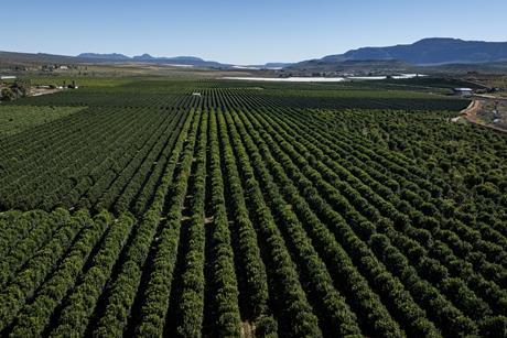 Citrus groves Western Cape South Africa Adobe Stock