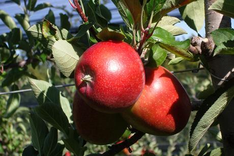 Zwei rote Äpfel am Baum