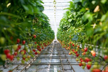 THE SUMMER BERRY COMPANY  311