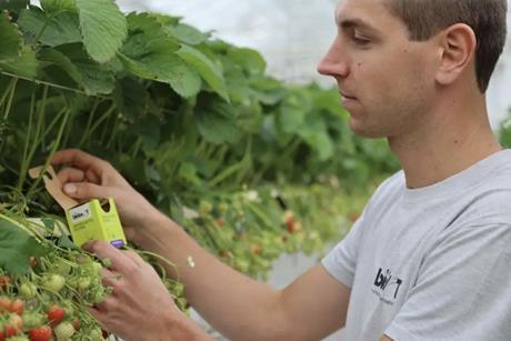 Biobest Aphidoletes-System packaging