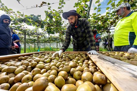 South Auckland grower Pav Singh Gakhal and family pick Zespri RubyRed Kiwifruit credit Jamie Troughton Dscribe Media