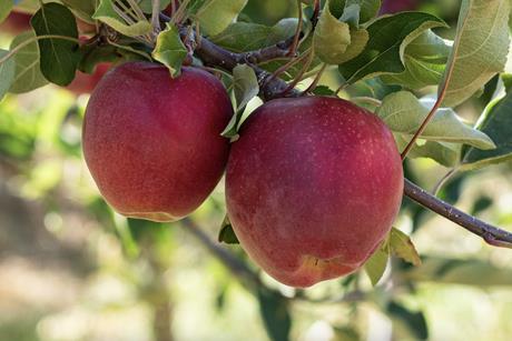 Sassy apples on tree