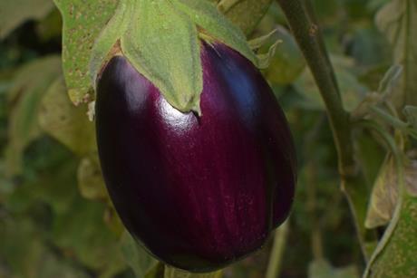 ripe-eggplant-2759947_1920