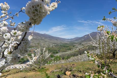 The annual Cherry Blossom Festival celebrates the start of the Picota cherry campaign
