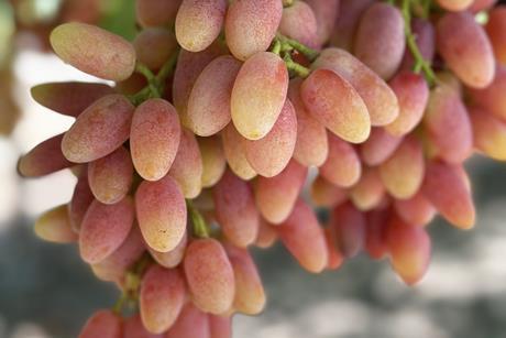 Sun World Summer Blush grapes