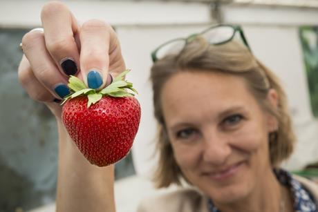 Driscoll's Zara are sold as a premium strawberry in Waitrose