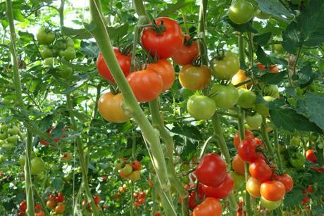 Tomaten Niederlande