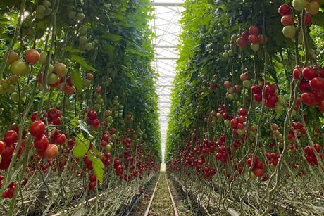 Erntereife Bio-Tomaten der Familie Zell bei Frankfurt