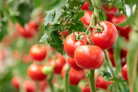 Tomaten -