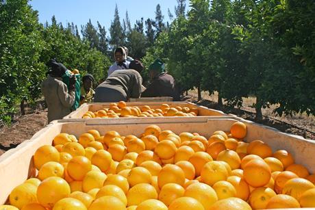 Turkey-Valencia-harvest l.b.