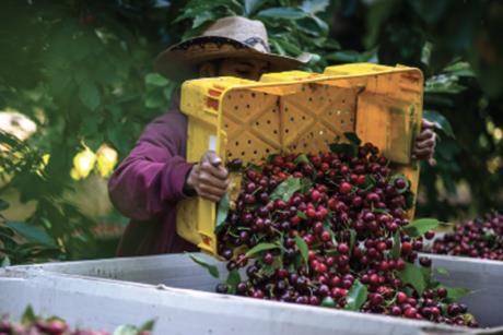 California Cherries