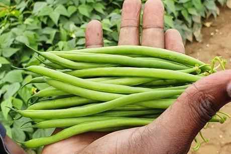 MWW said the season demonstrated the growing importance of climate resilience across the fresh produce sector