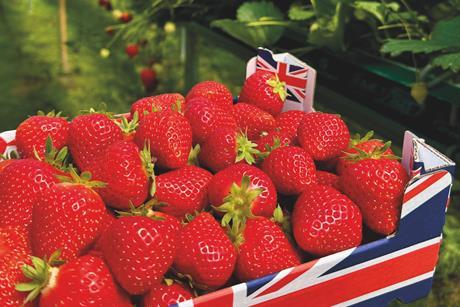 Place UK - strawberry farm