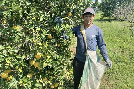 Eosta Kivinaki Organic Raingrown citrus