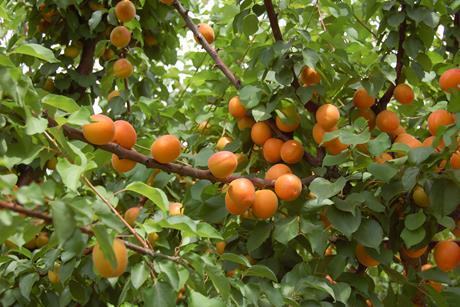 Aprikosenbaum Spanien - W. Schmidt