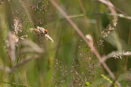 Tesco is working on nature projects