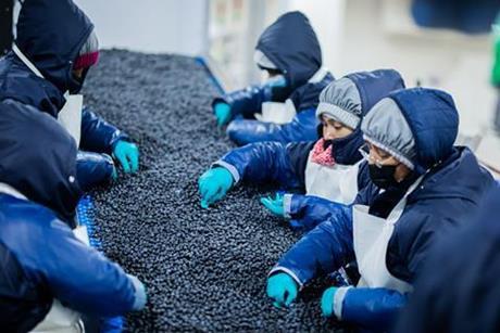 140855_camposolblueberries_china_235931