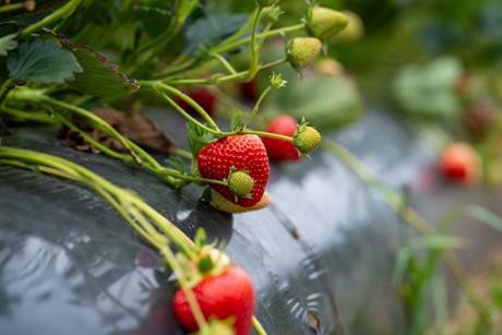 Strawberry