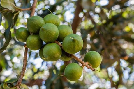 Macadamianüsse an einem Baum in Australien