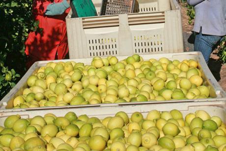 Lemon-harvesters l.b.