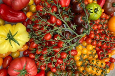 BE Hoogstraten tomatoes