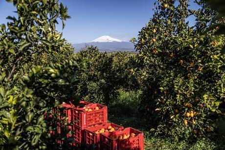 Unifrutti citrus farm overlooking Mount Etna