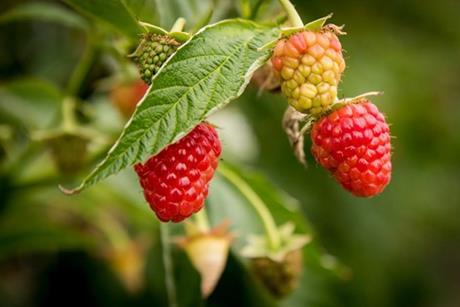 Himbeeren