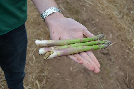 The British asparagus harvest is underway