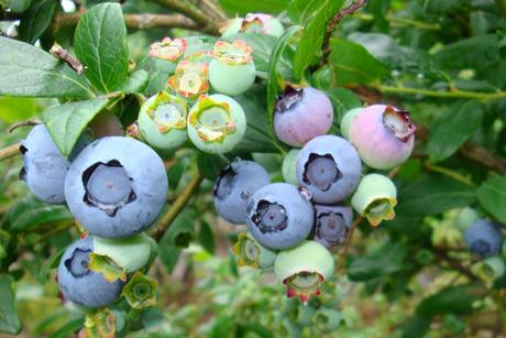 Heidelbeeren am Strauch