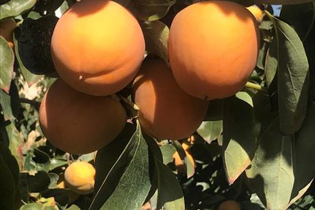 p42-44 ES persimmon B