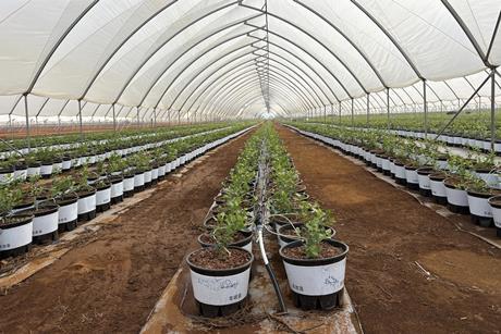 AgroBerries Laos blueberry production