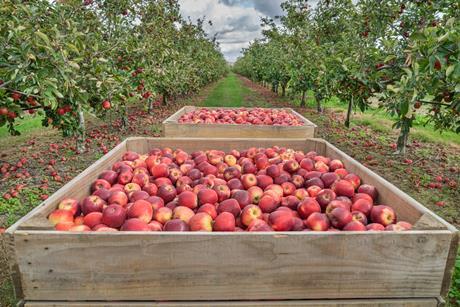 New Zealand apples being harvested