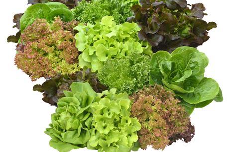 diverse SAlate-Zane365_AdobeStock