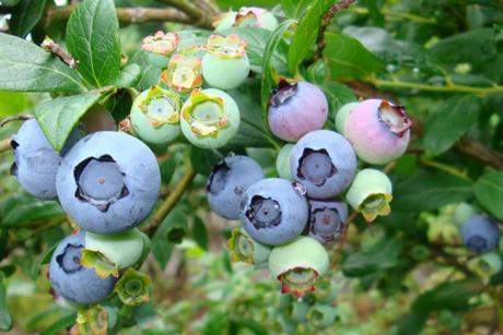 Heidelbeeren am Strauch