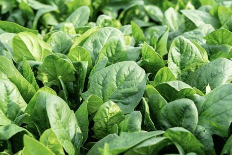 Organic spinach Adobe Stock