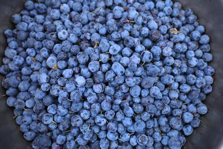 Image of freshly harvested blueberries