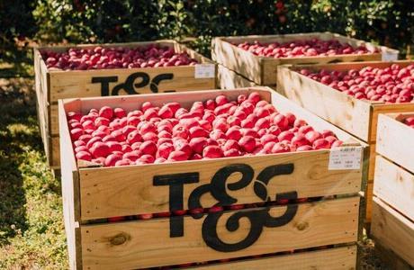 T&G Apples