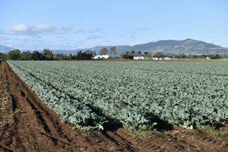 Cabbage production Gatton Queensland Adobe Stock