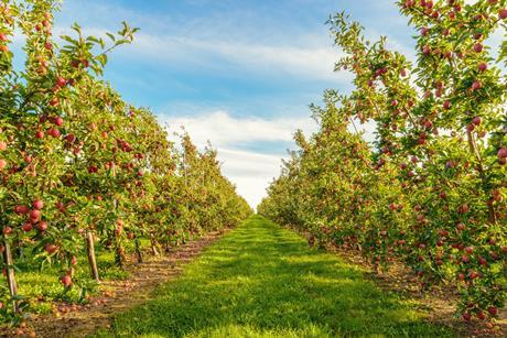 UK orchard fruit production increased in 2024-25