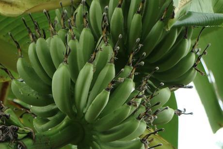 Peruvian bananas