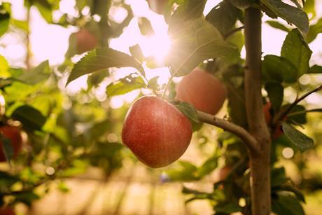 Tutti apples on tree