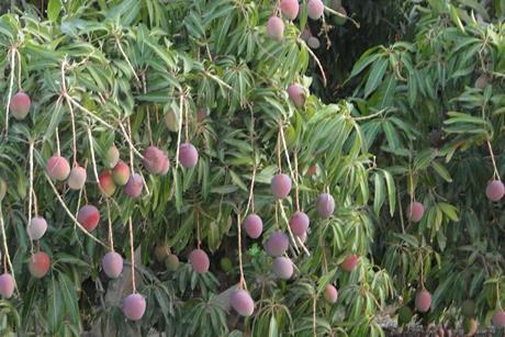 Mangos am Baum